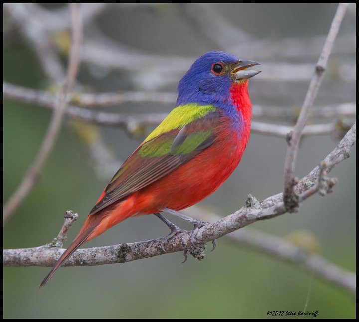 _2SB2908 painted bunting.jpg